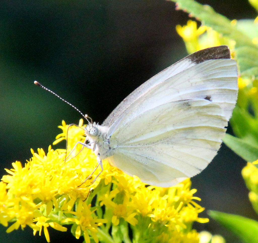 Pieris napi? S�